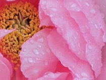 Preview - Click to zoom